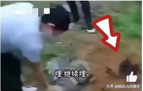 缅北视频爆料是真的吗,真相究竟如何？  第1张